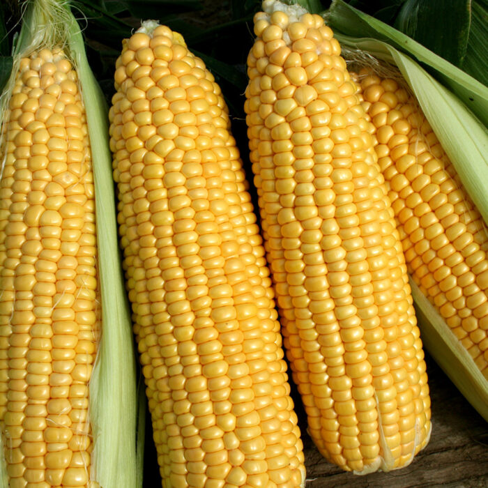 Sweet corn - Argenta Seeds